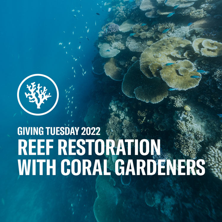 Giving Tuesday: Reef Restoration With Coral Gardeners