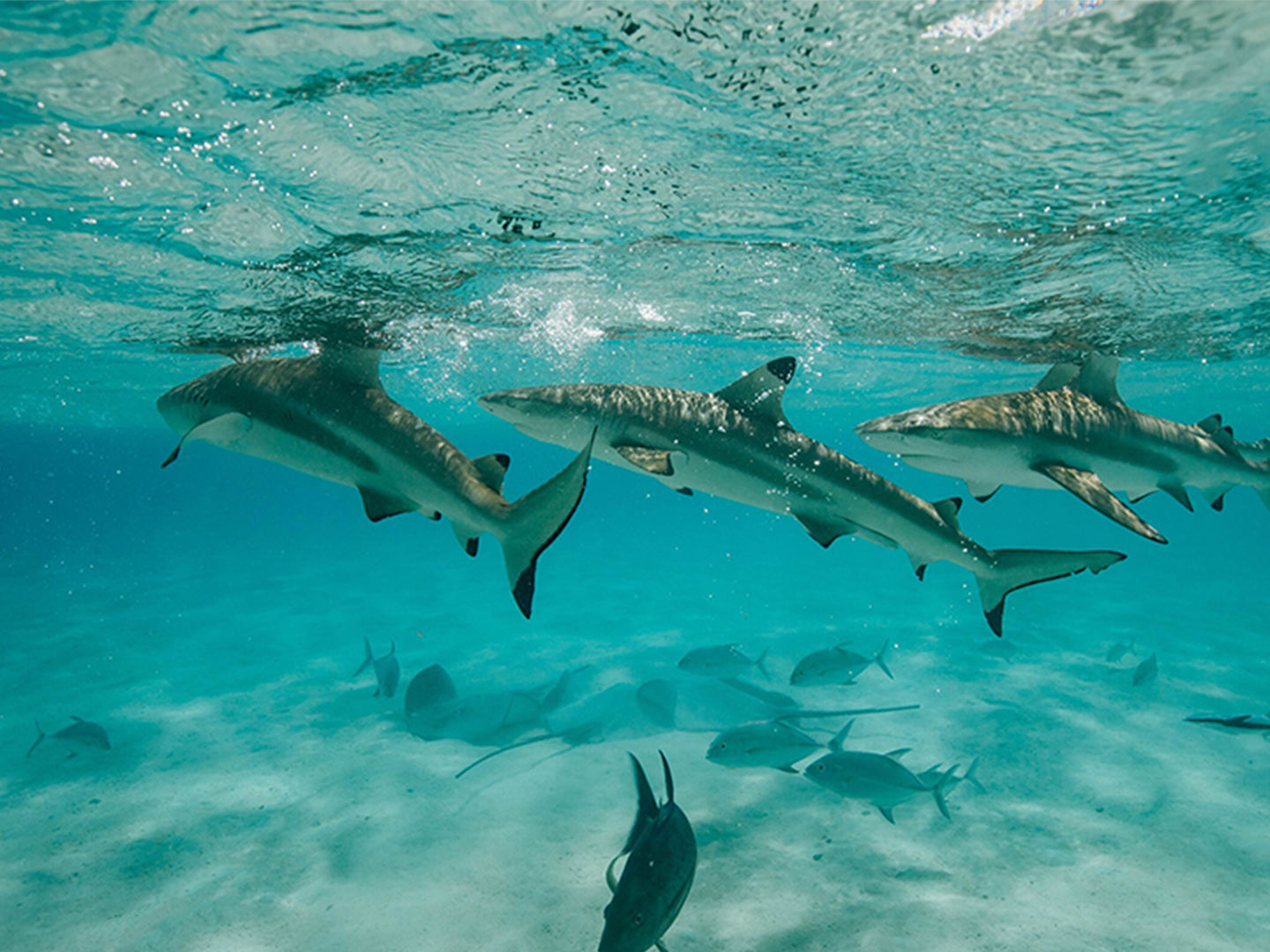 Bring the Islands to Your Next Zoom Call