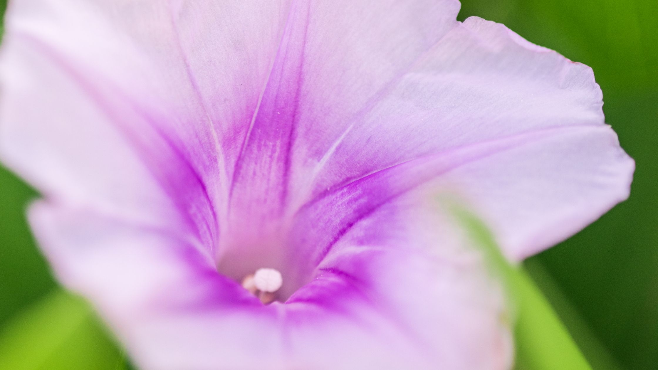 In the Path of Pōhuehue