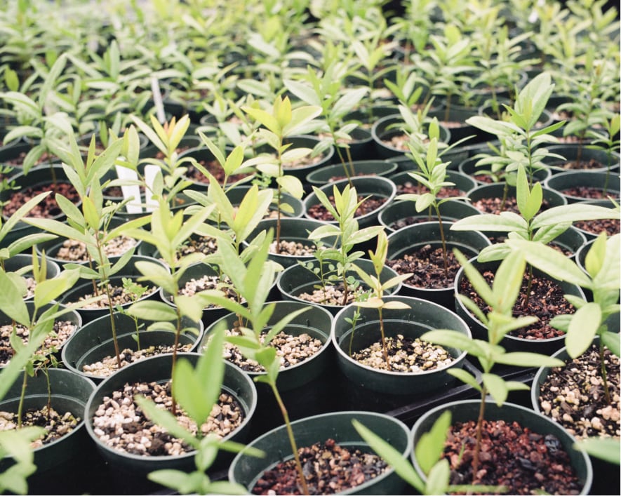 Small plants in cups with soil ready to be planted.